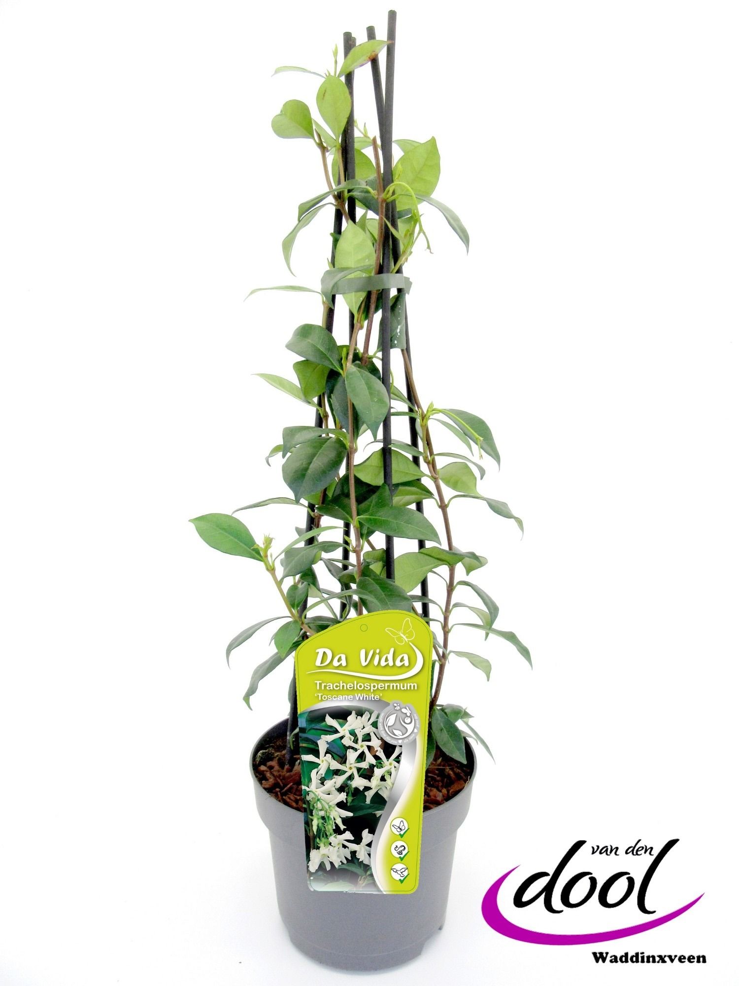 Trachelospermum jasm. White Toscane, D 19 cm