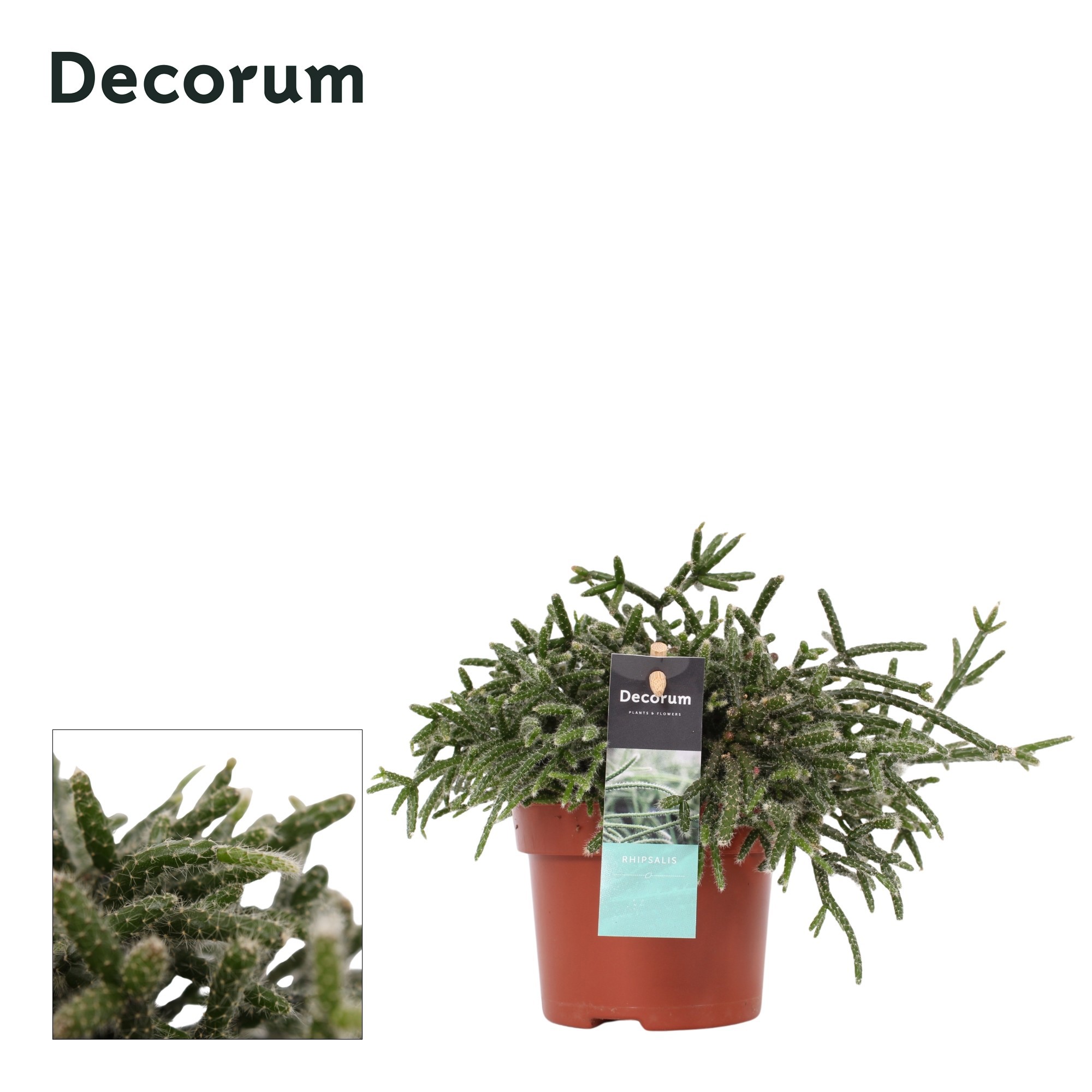 Rhipsalis pilocarpa 10,5 cm Decorum, D 10,5