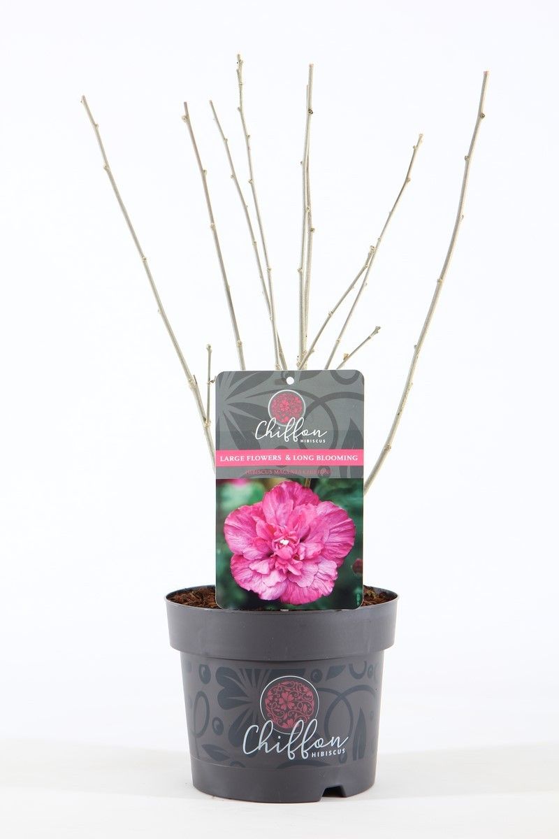 Hibiscus syr. Magenta Chiffon® P19/C3, D 19