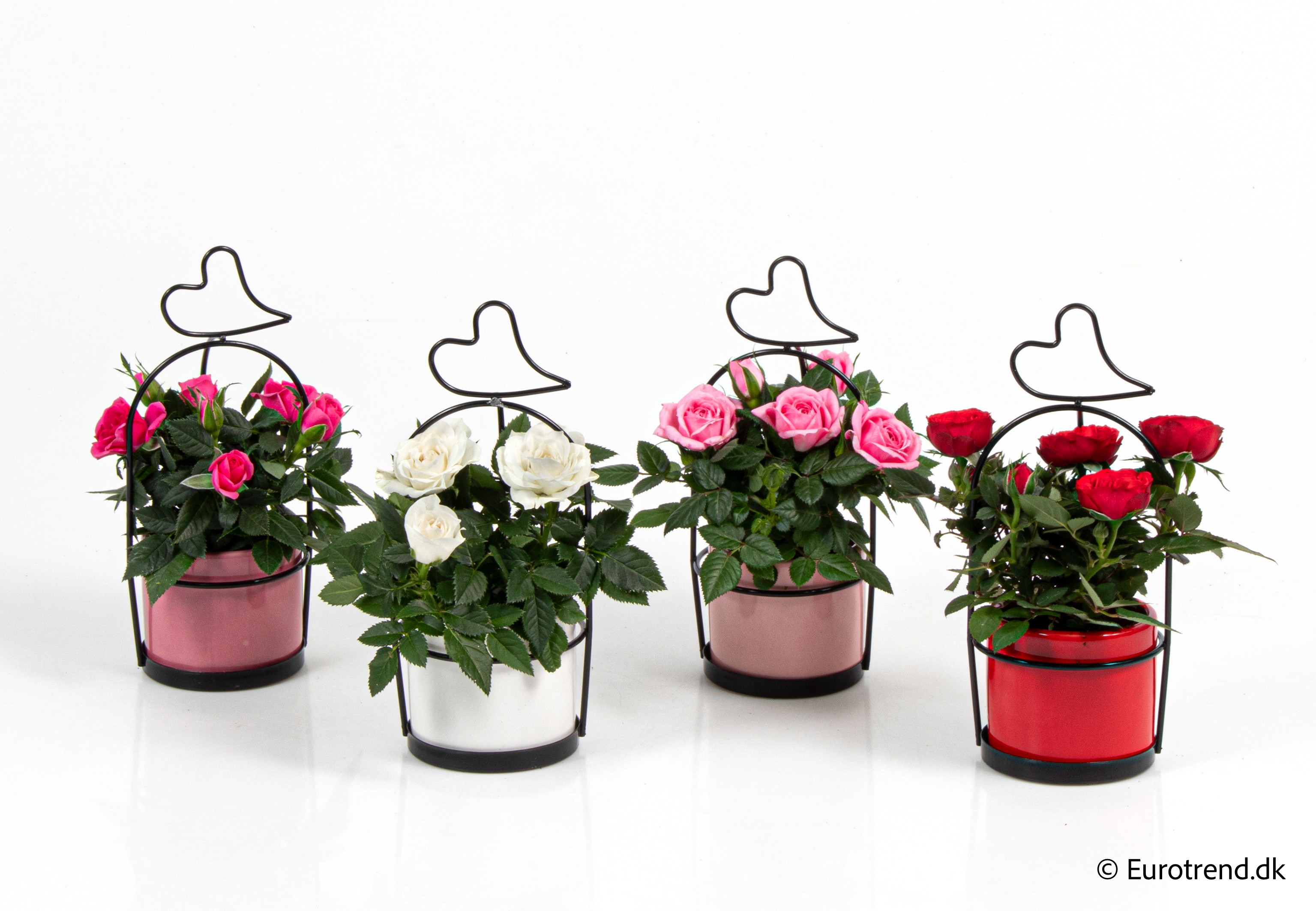 Roses in Valentine ceramic 2026, D 6