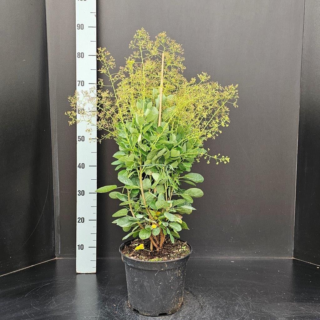 Cotinus coggygria Young Lady, D 23