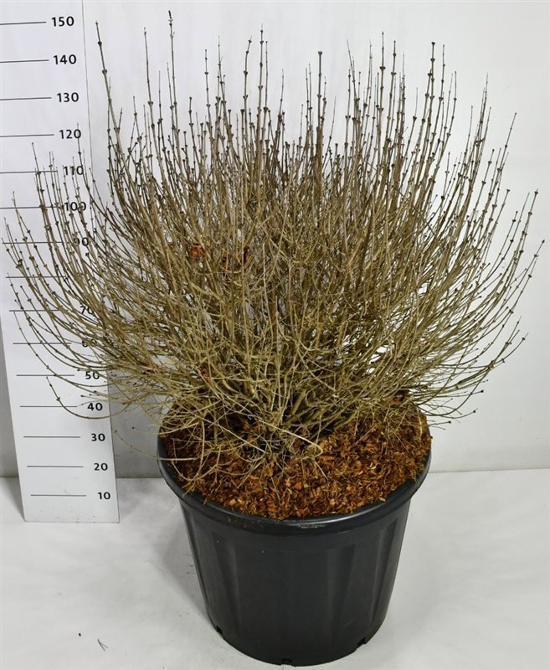 Syringa meyeri 'Palibin', D 65