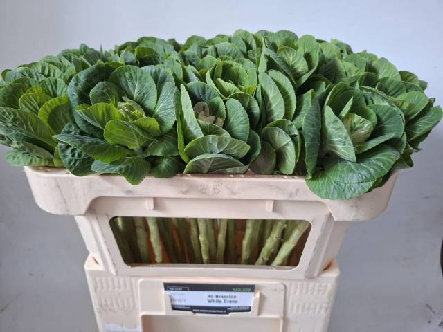 Брассика Вайт Крэйн 65, шт.