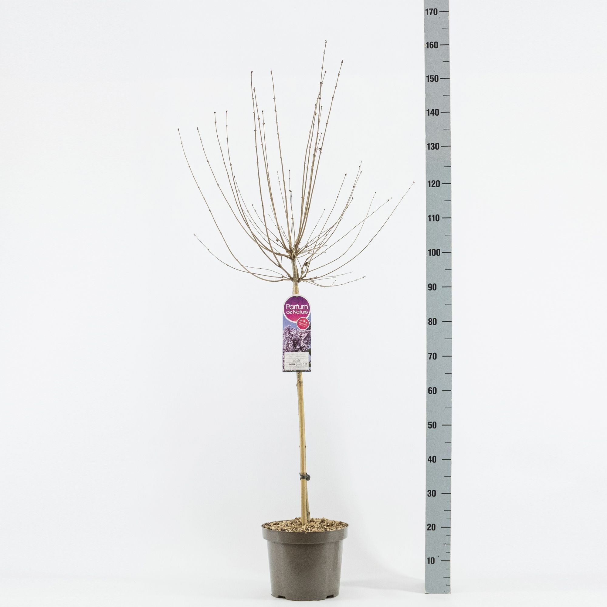 Syringa Josée, stam 70, 2-jarig, C7,5, D 26 cm Syringa Josée, stam 70, 2-jarig, C7,5, D 26 cm