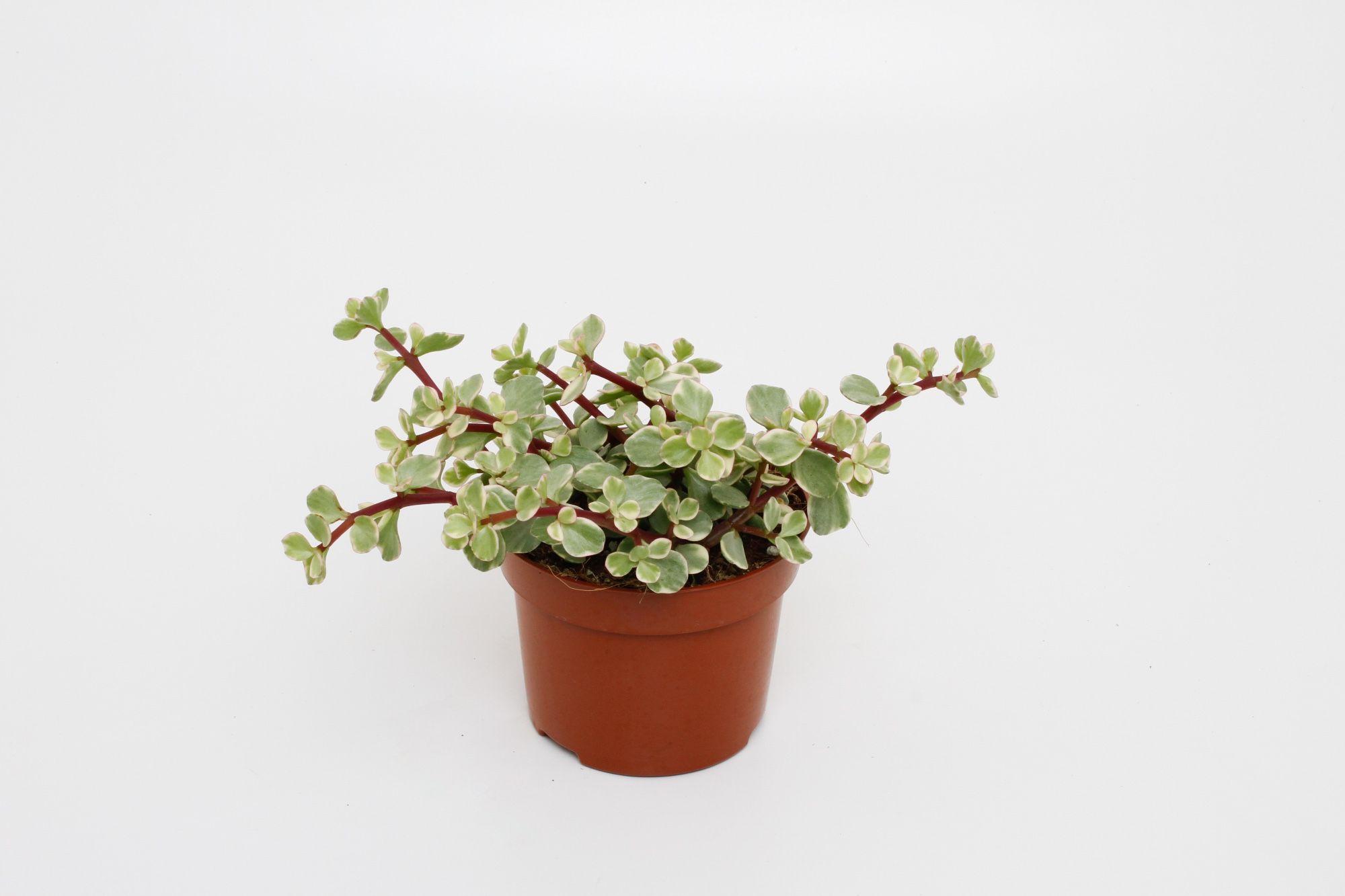 Portulacaria Afra Varigata, D 12 cm Portulacaria Afra Varigata, D 12 cm