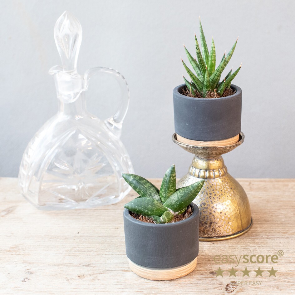 GREEN MIX 30623101 Woodbase Liguice, D 6 cm