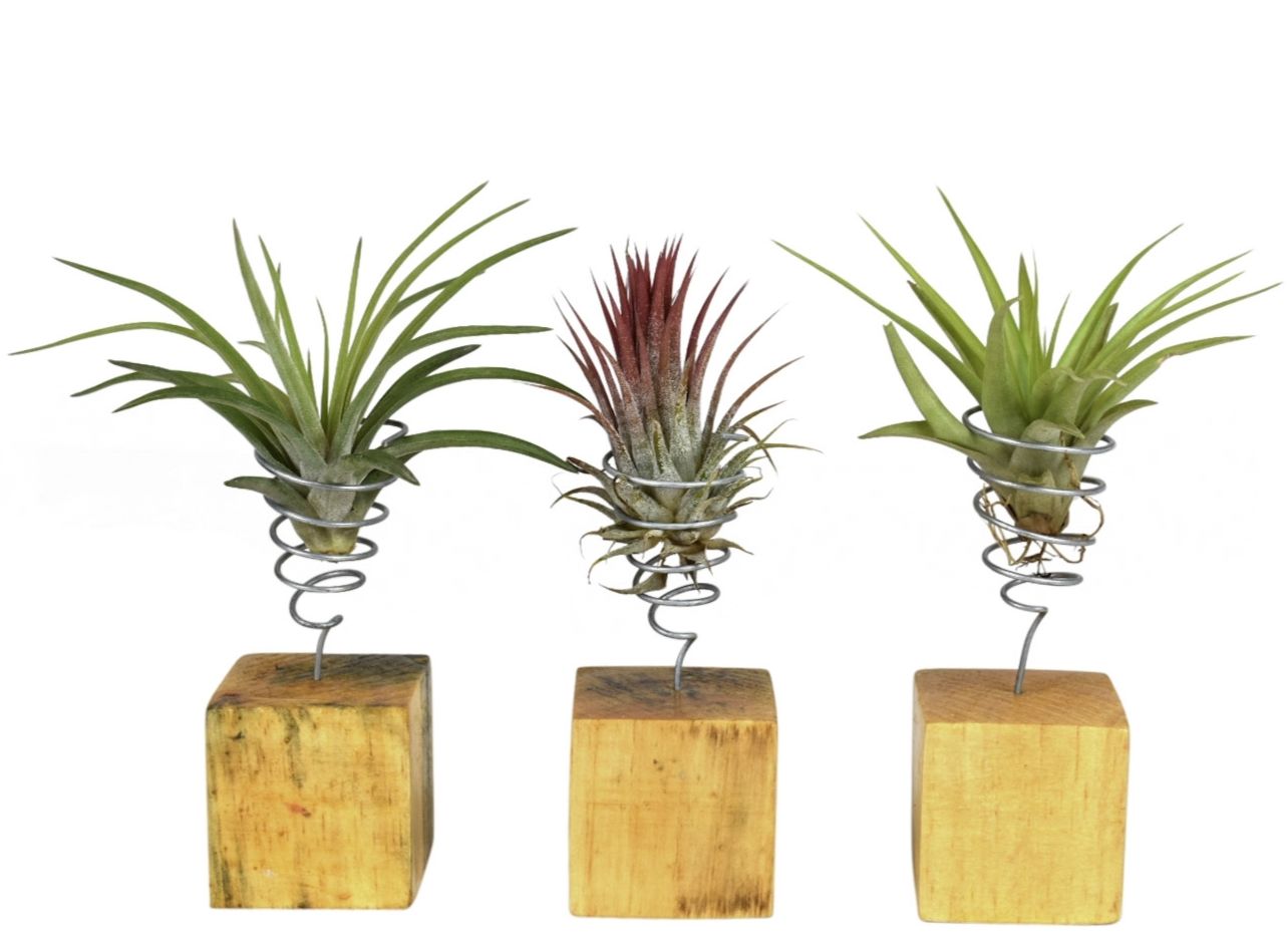 tillandsia houtblok small, D 6