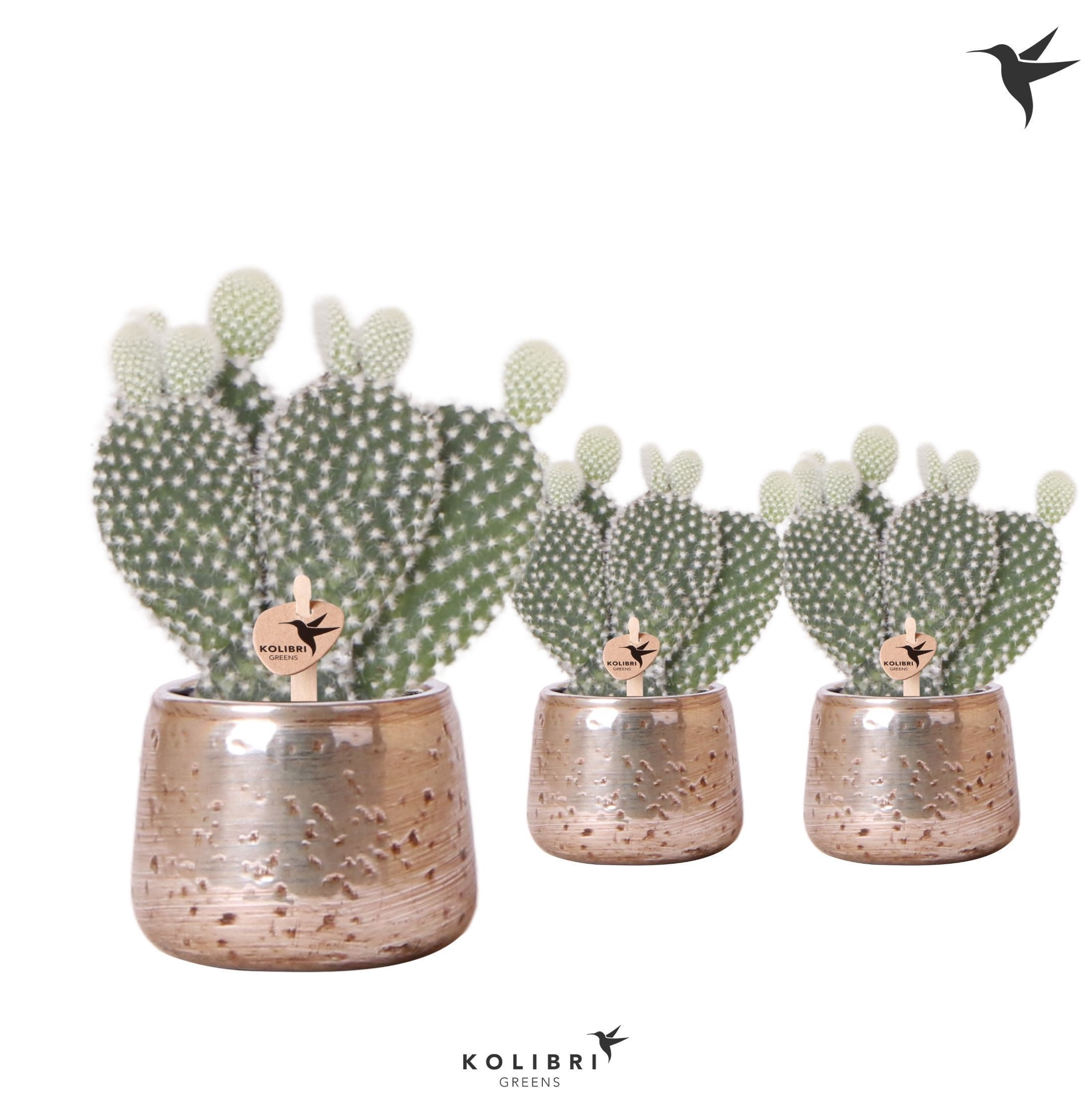 Kolibri Greens Opuntia white in Luxury pot silver, D 6 cm