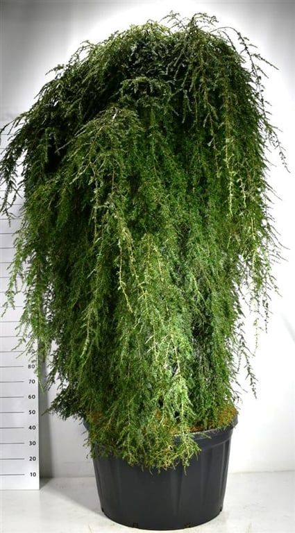 Tsuga can. 'Pendula', D 80