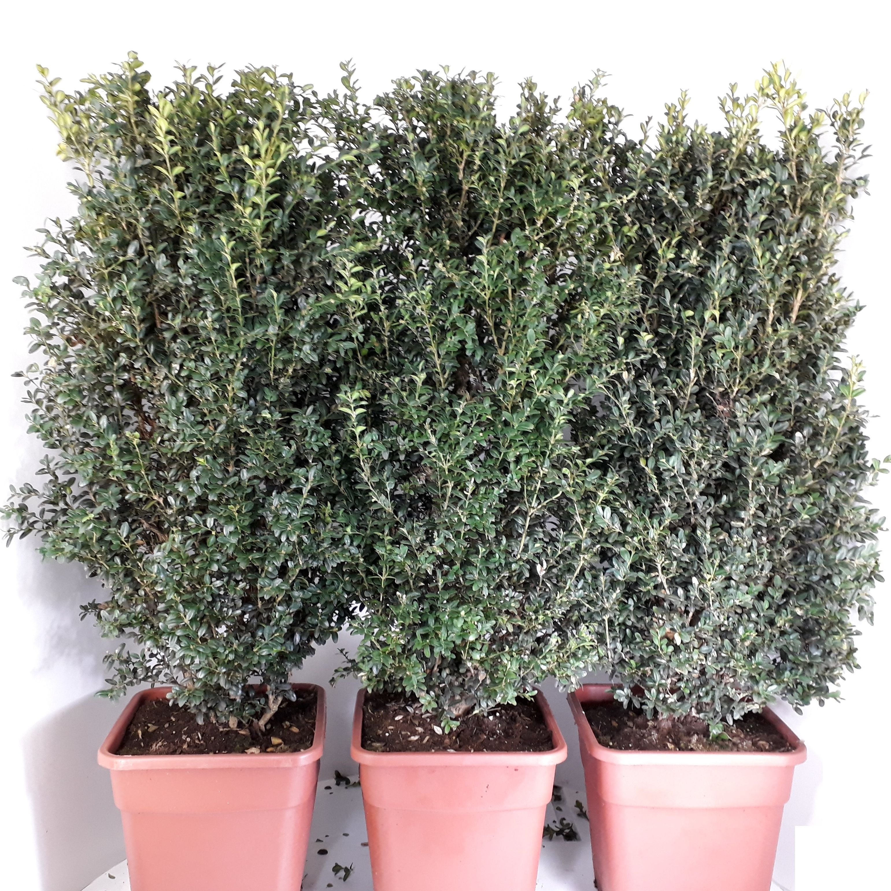 Buxus Sempervirens 90-100cm hegvorm, D 30