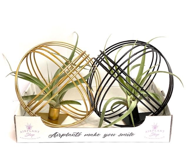 Gold/black Metal ball + Tillandsia, D 16
