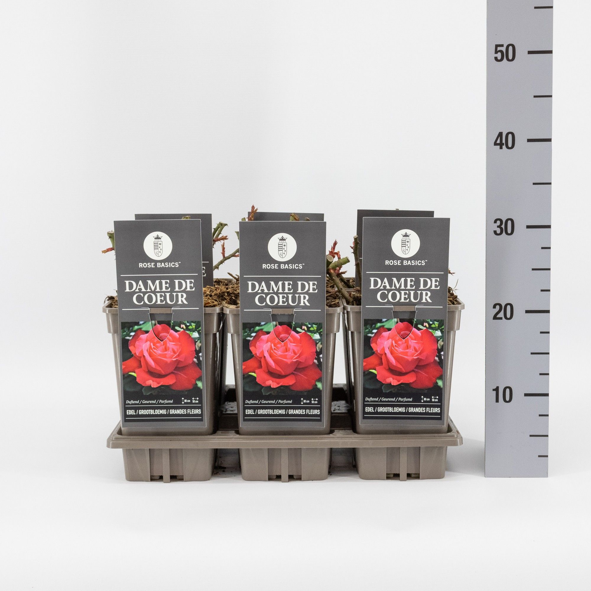 Rosa (TH) Dame de Coeur, C3, D 17