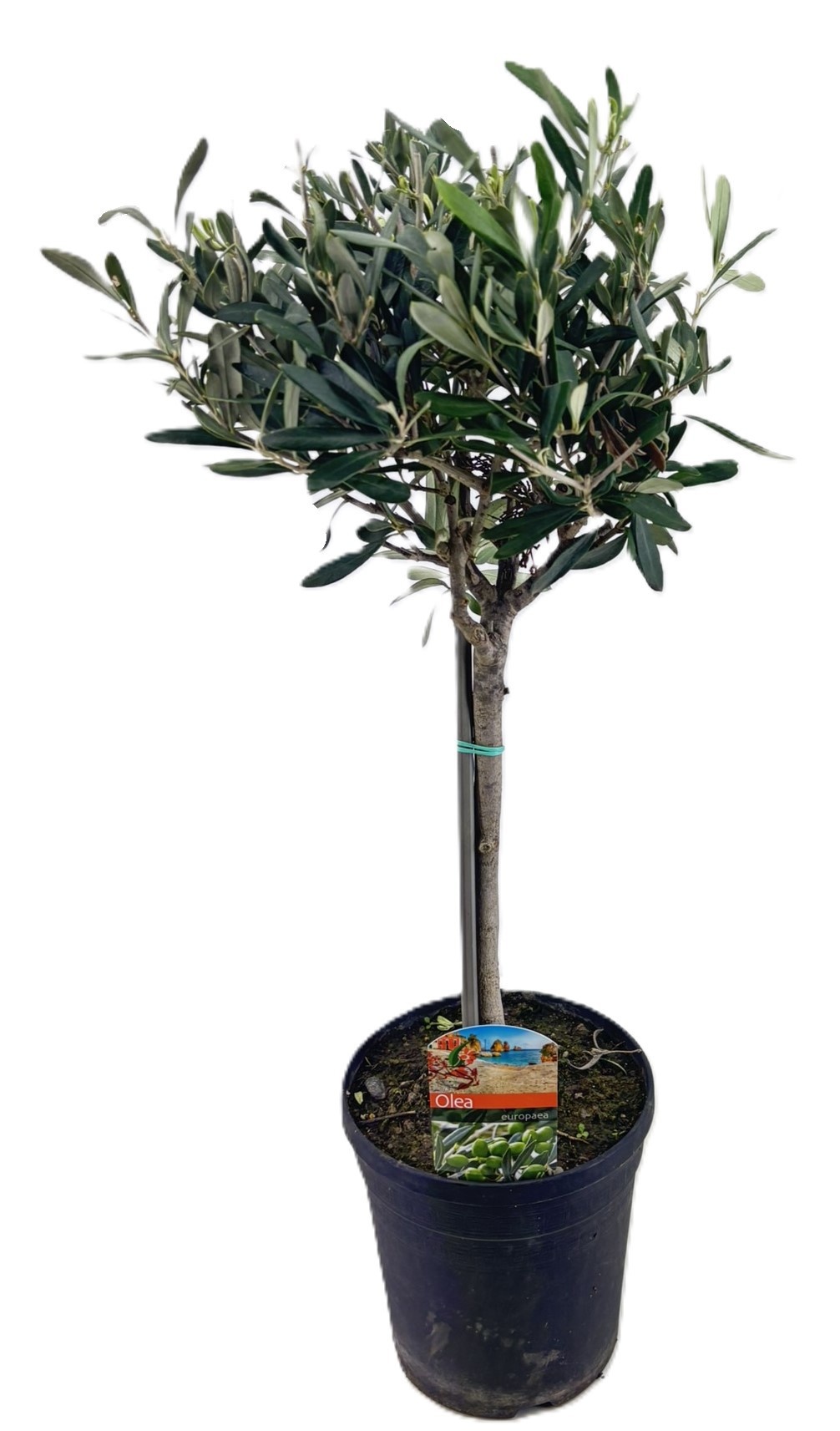 Olea europaea, D 17