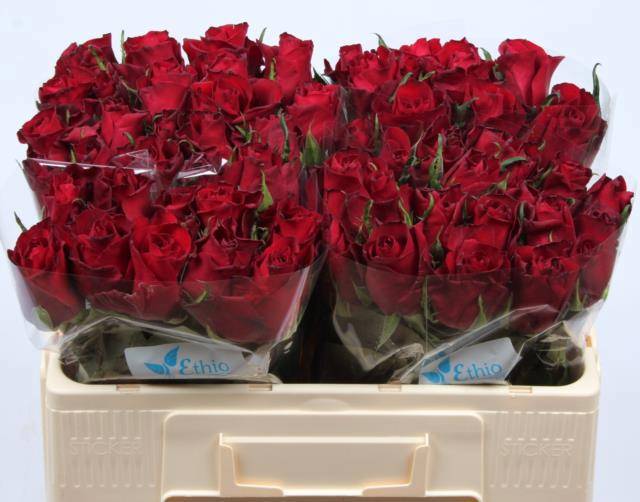 Роза од. Эвер Рэд 50, шт.