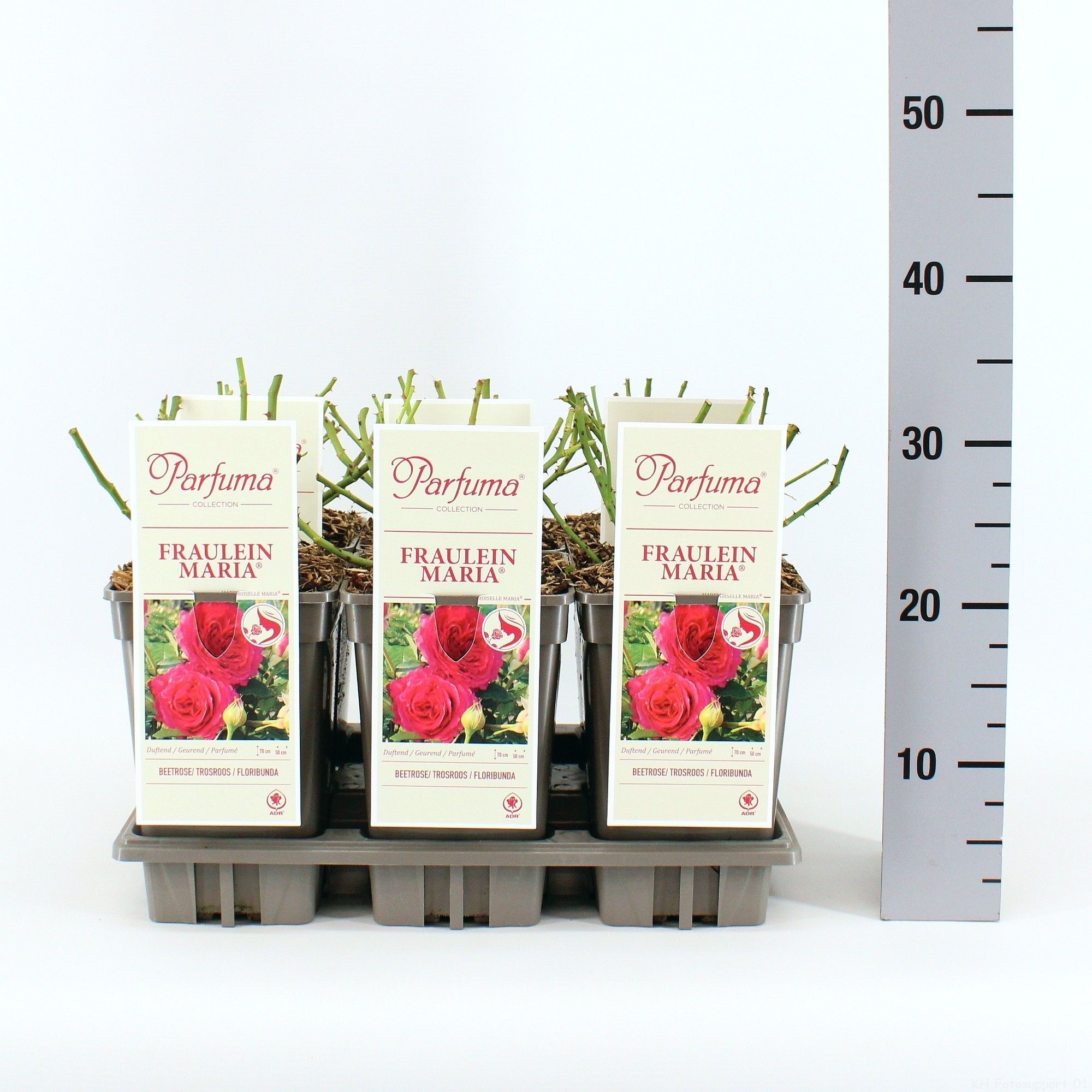 Rosa Parfuma (F) Fräulein Maria ®, C3, D 17 cm