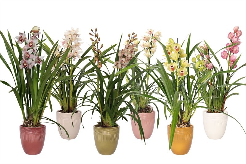 Hugo p12 double lines mix Cymbidium mix 2T10+, D 12 cm