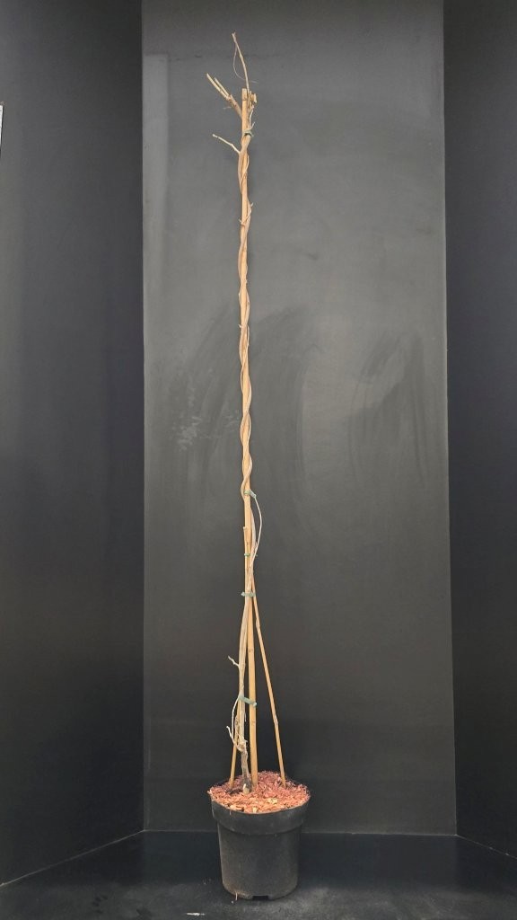 Wisteria floribunda Multijuga, D 29 cm