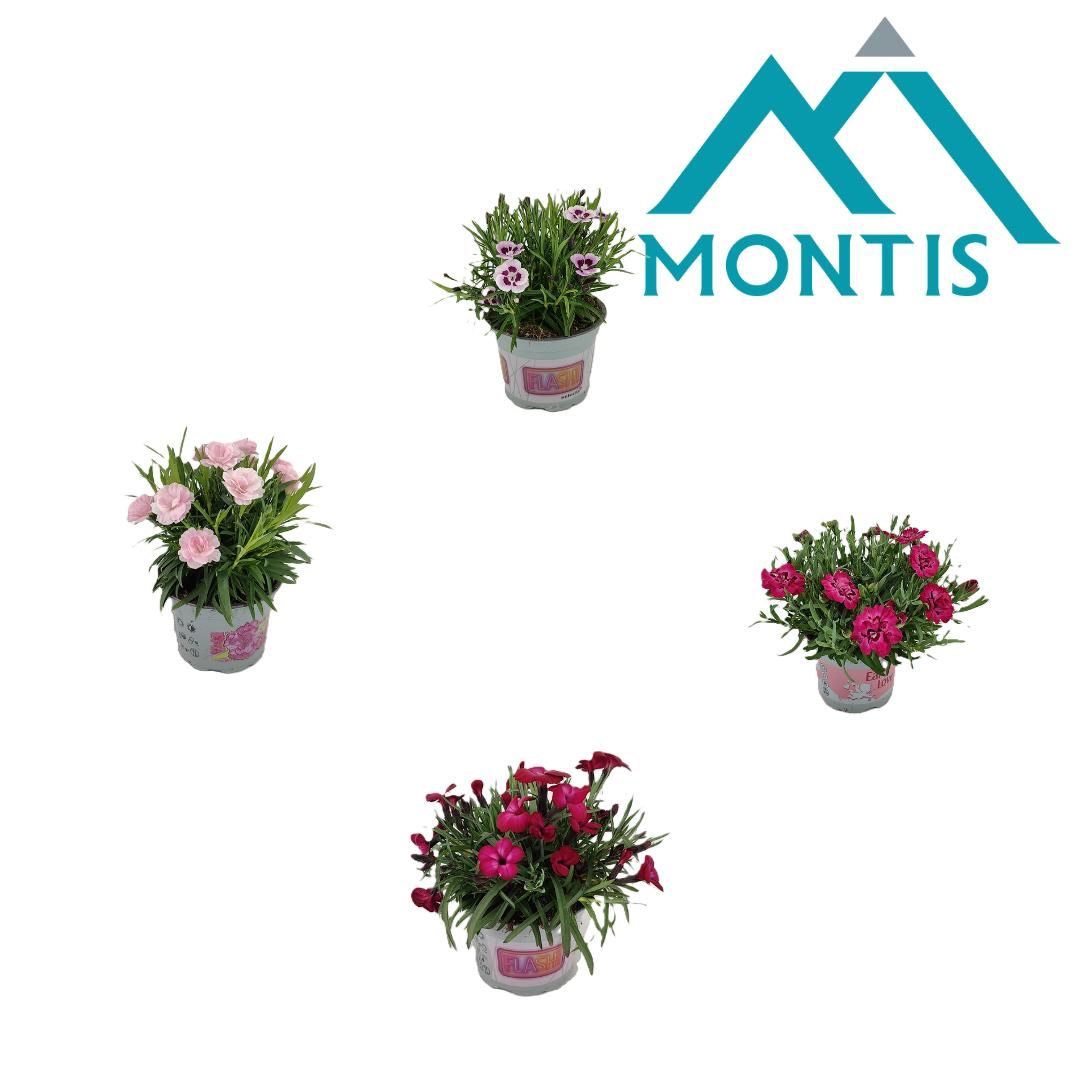 Dianthus 'Love' Mix Kar 10,5 cm, D 10,5