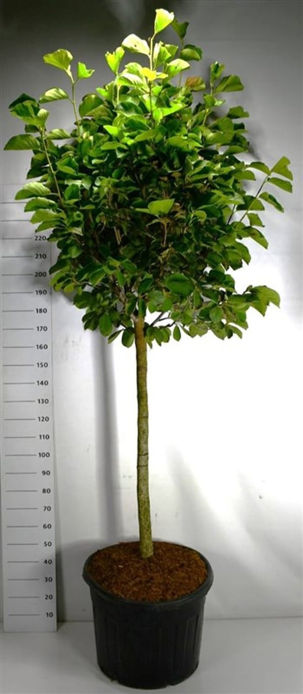 Magnolia dendata 'Yulan', D 65