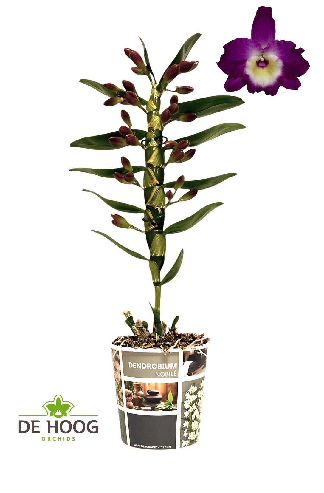 Dendrobium Nobile Bouquet Purple Rain 1 stam 6+ tros, D 12 cm