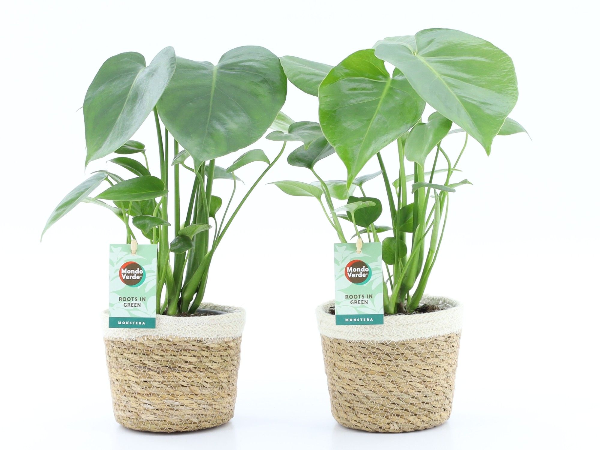 Monstera deliciosa in Noah Korb, D 14