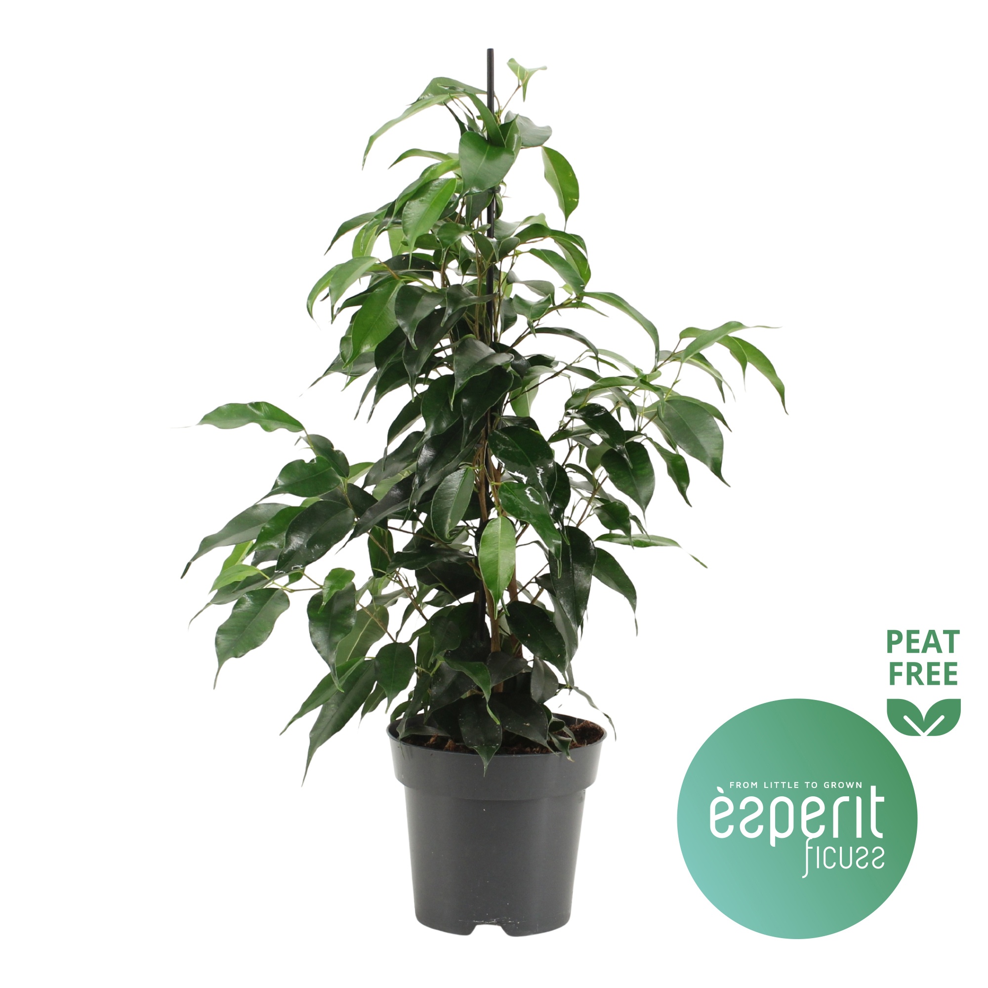 Ficus benjamina Danielle®, D 14