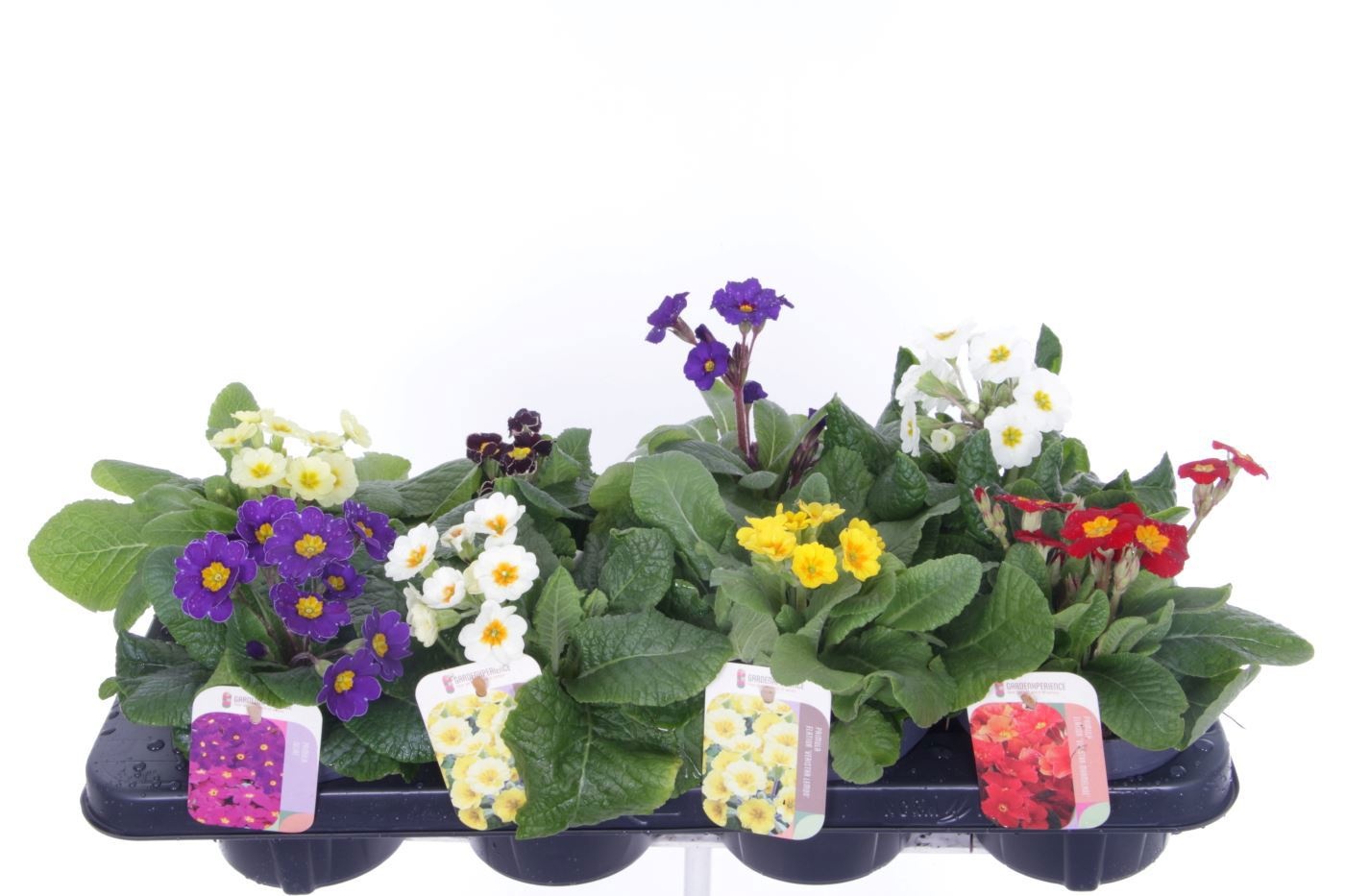 Primula elatior mix, D 13