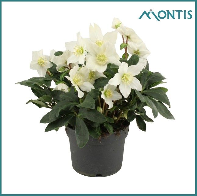 Helleborus Christmas Carol 17 cm XXL, D 17 cm