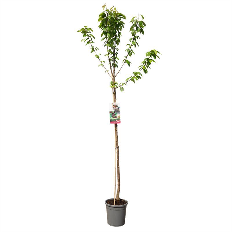 Prunus avium Lapins hoogstam Zoete kers, D 31
