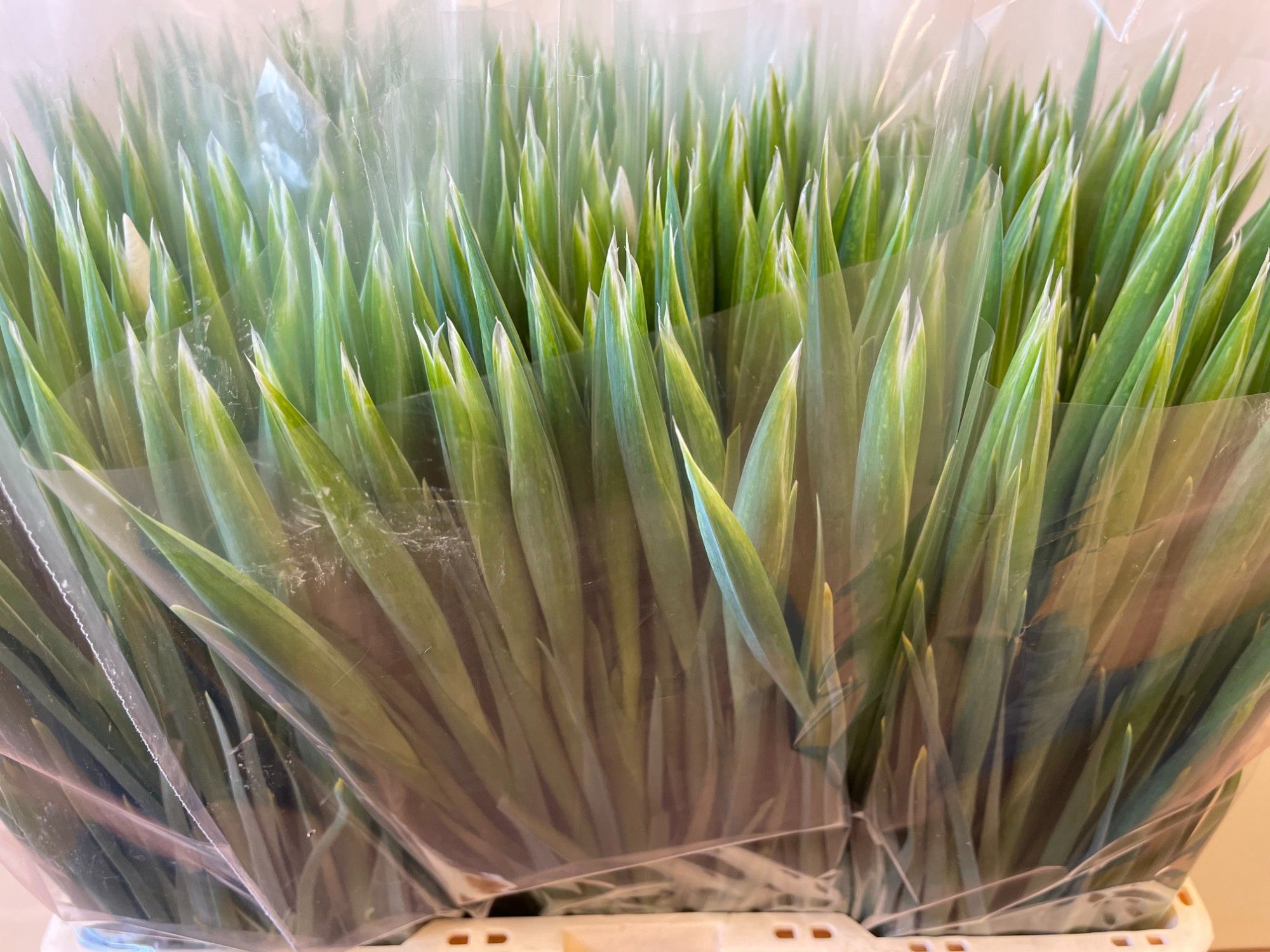 Ирис Вайт Мэджик, шт.