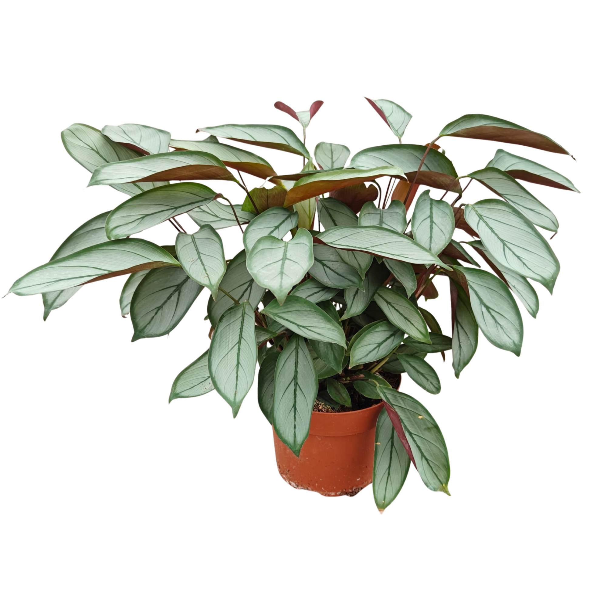 Ctenanthe Setosa 'Silver', D 12