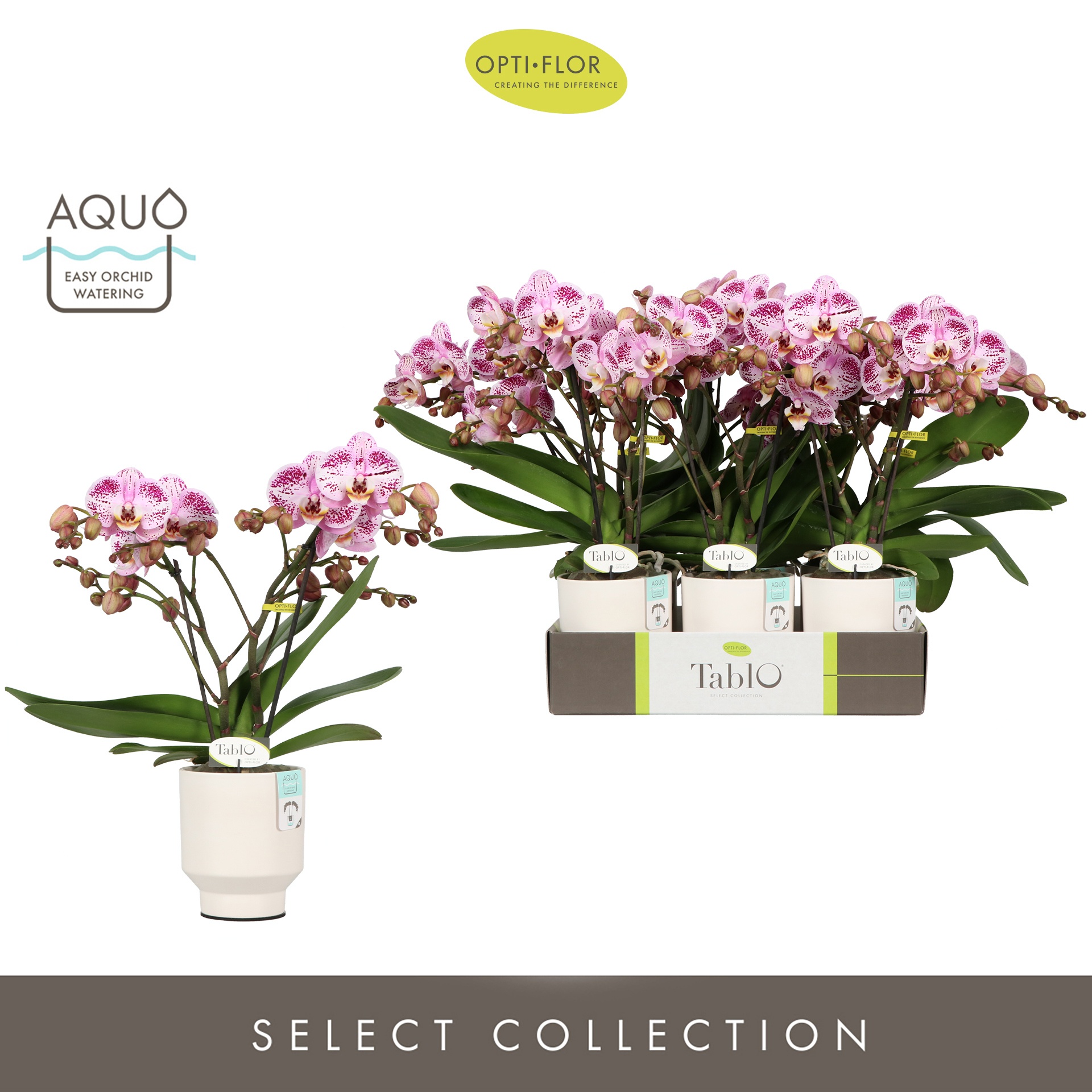 Tablo Bellini 2 spike in Emilia White Aquo, D 12 cm