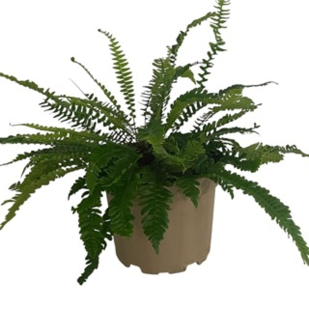 Blechnum spicant, D 17 cm