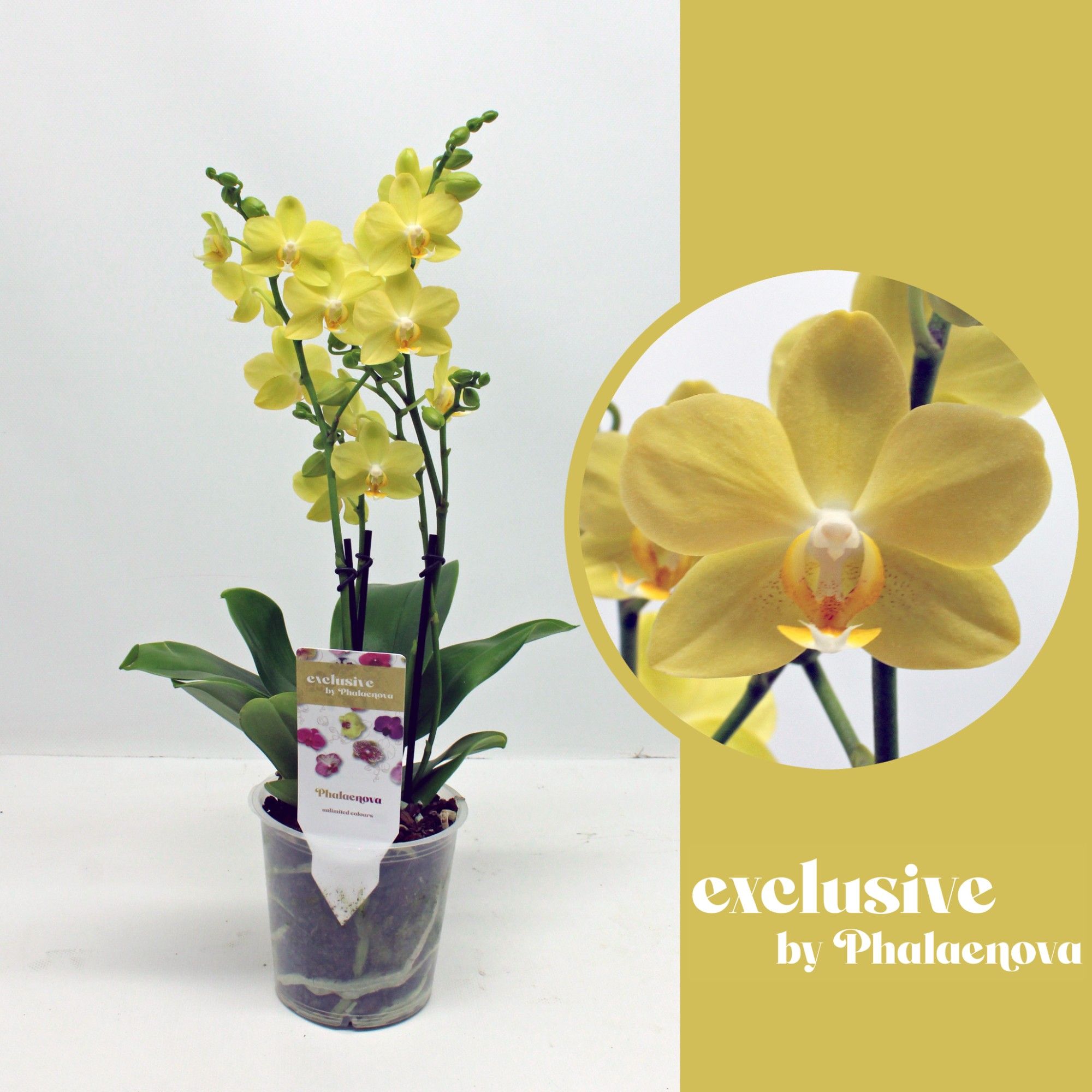 La Paz 3-40 (RIJP), D 12