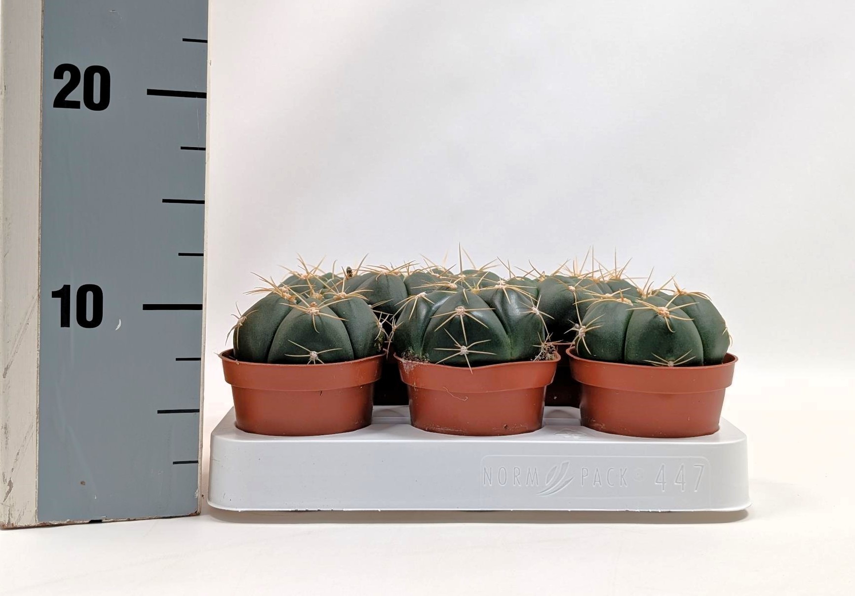 Gymnocalycium horstii 8,5 cm, D 8,5