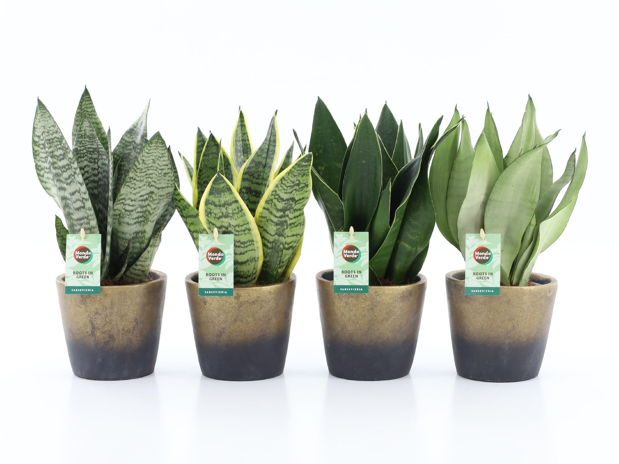 Sansevieria Mix in Lunar keramiek, D 13
