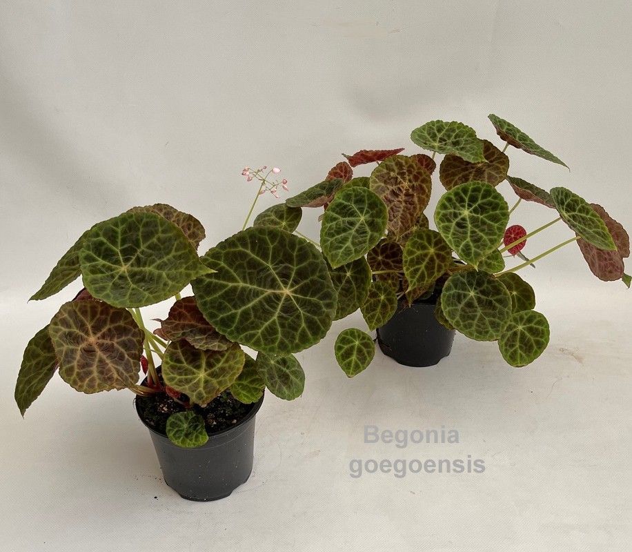 Begonia goegoensis 14cm [Fire-king Begonia], D 14 cm