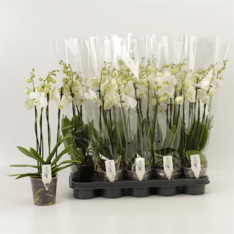 Phalaenopsis Anthura Inverness 4 tak Inverness, D 12 cm Phalaenopsis Anthura Inverness 4 tak Inverness, D 12 cm