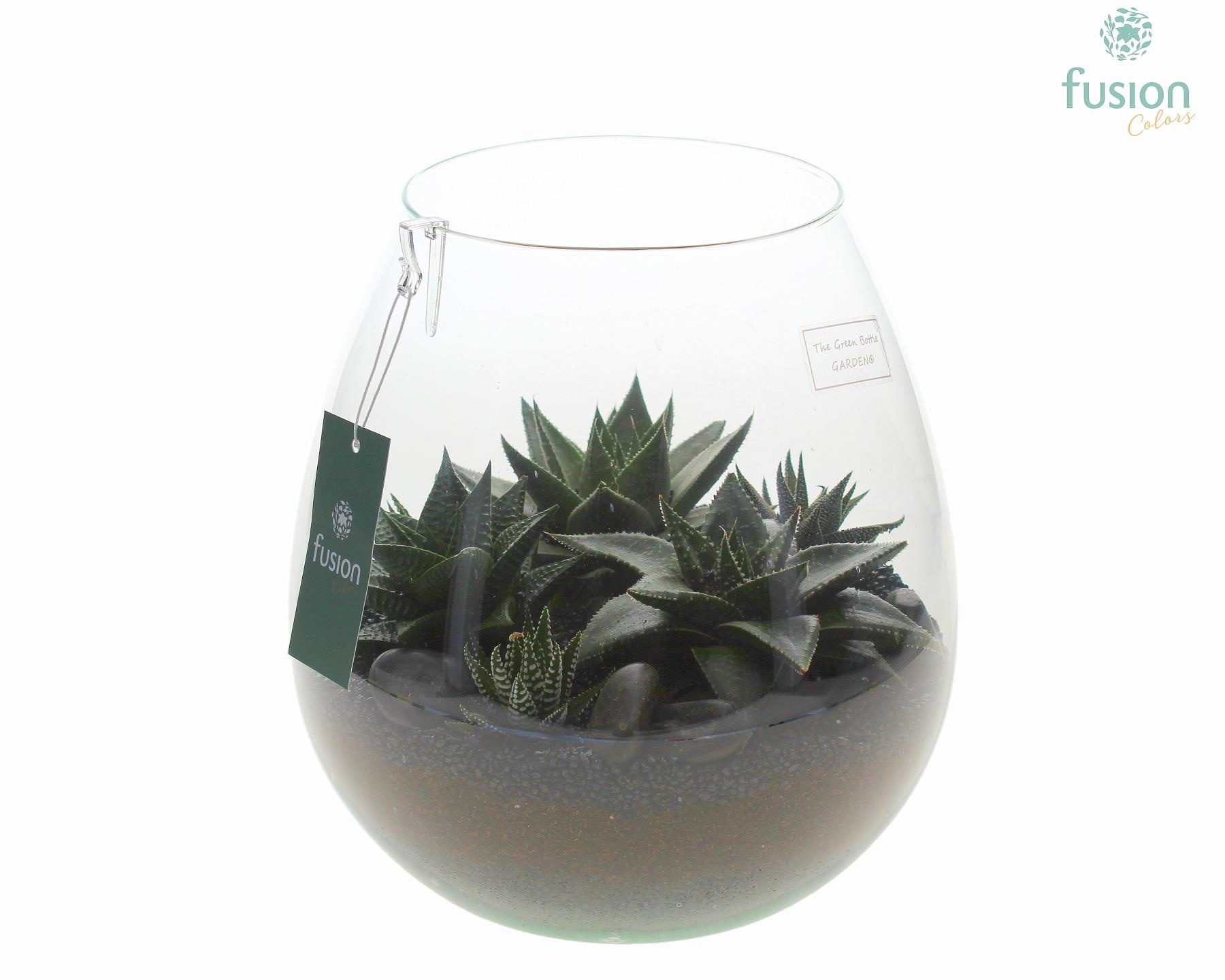 Green Bottle Abby Large met Haworthia, D 24