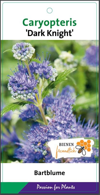 Caryopteris cland. 'Dark Knight' C5, D 23 cm