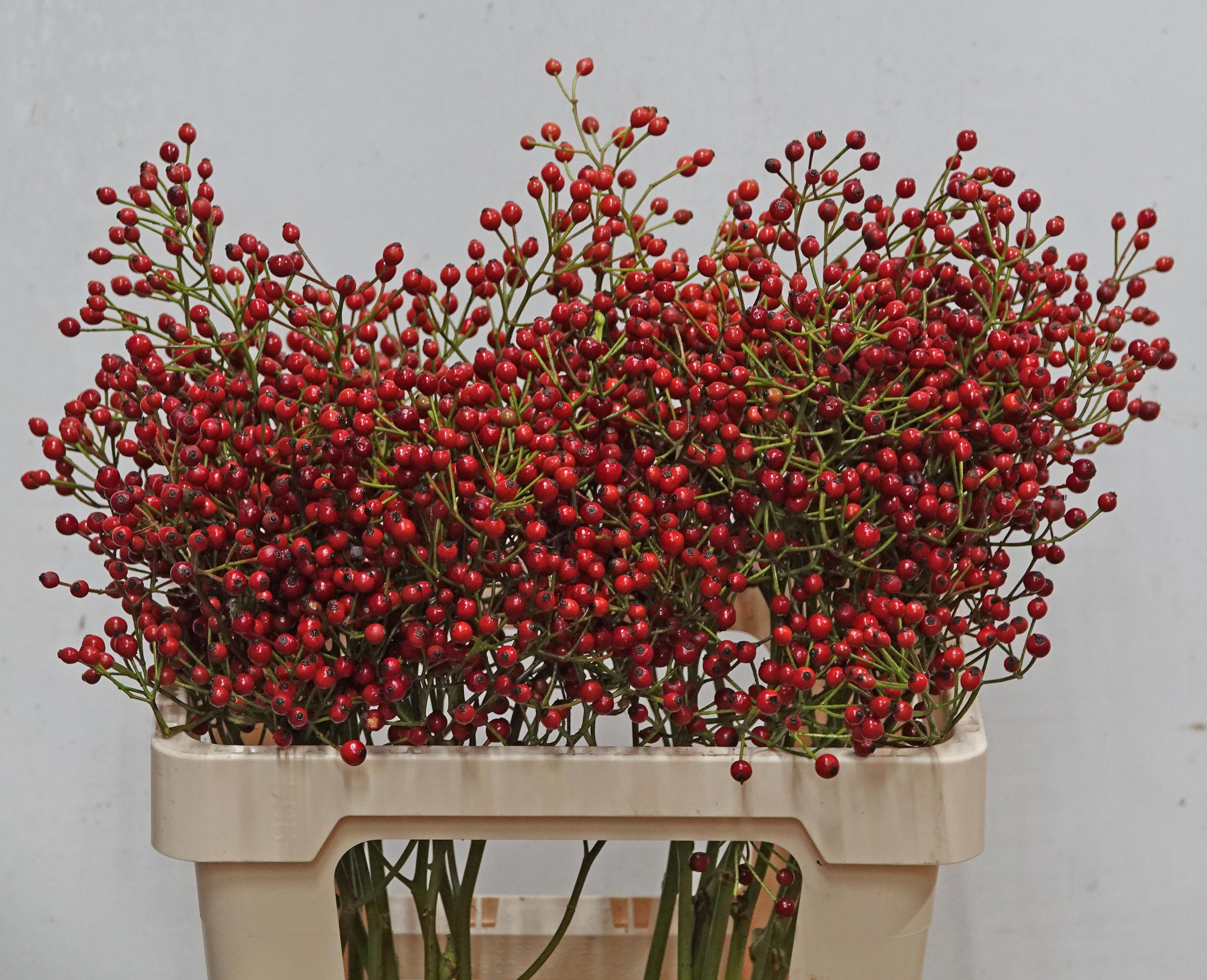 Рузботель Отем Спирит 60, шт. Рузботель Отем Спирит 60, шт.