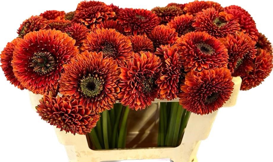 Гермини Помпон Риццо, шт.