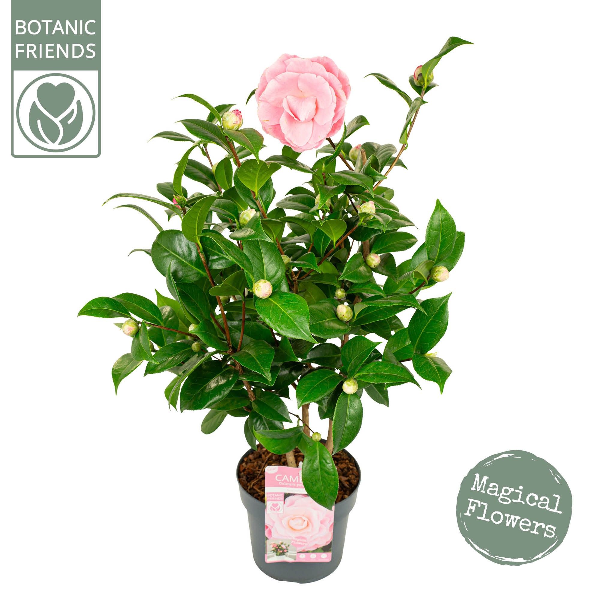 Camellia jap. 'Nuccio's Cameo' Premium, D 19