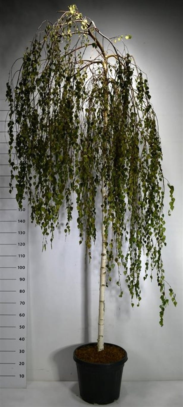 Betula p. 'Youngii', D 40