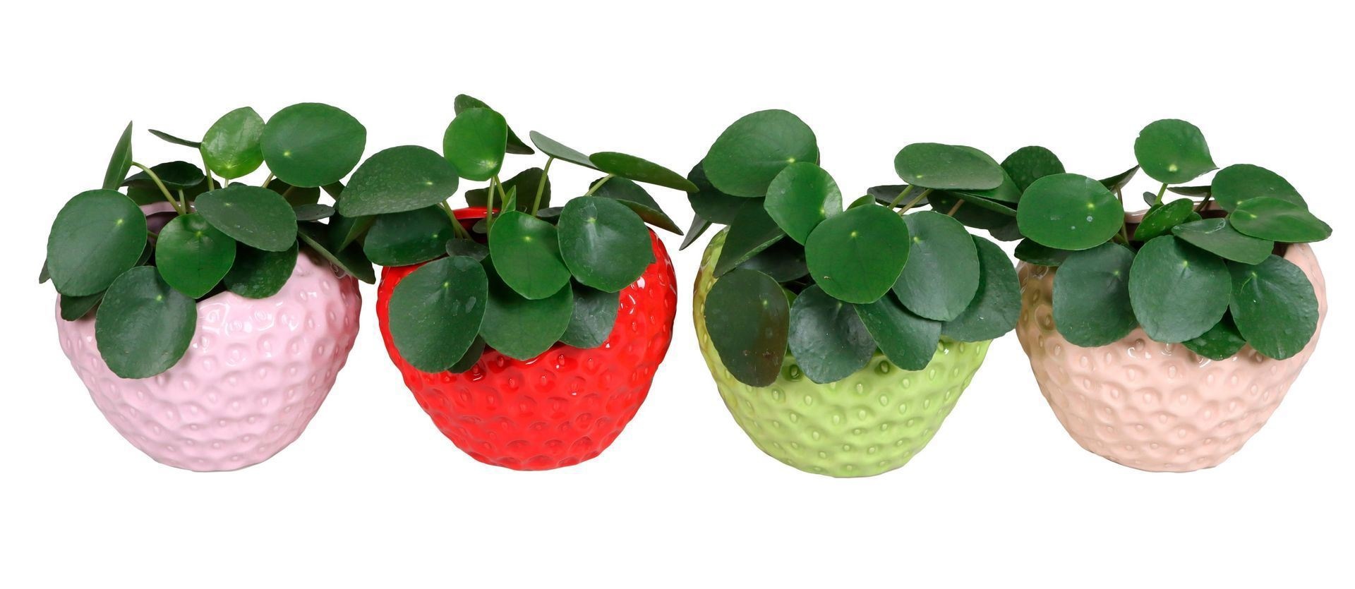 L 66730 with Pilea Peperomides 12 cm, D 12