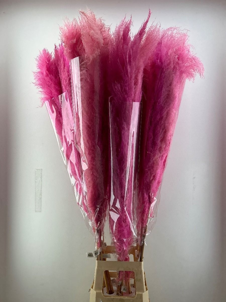 Кортадерия Овериг Крашеная (краш. ) 120, шт.