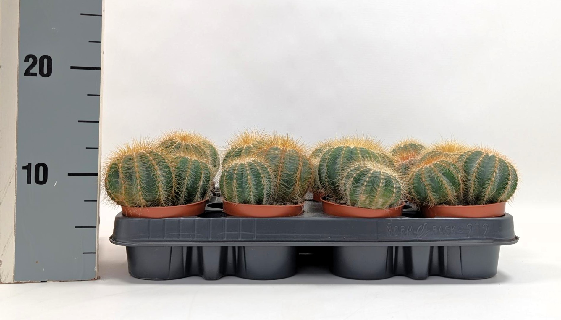 Eriocactus magnificus, D 8,5