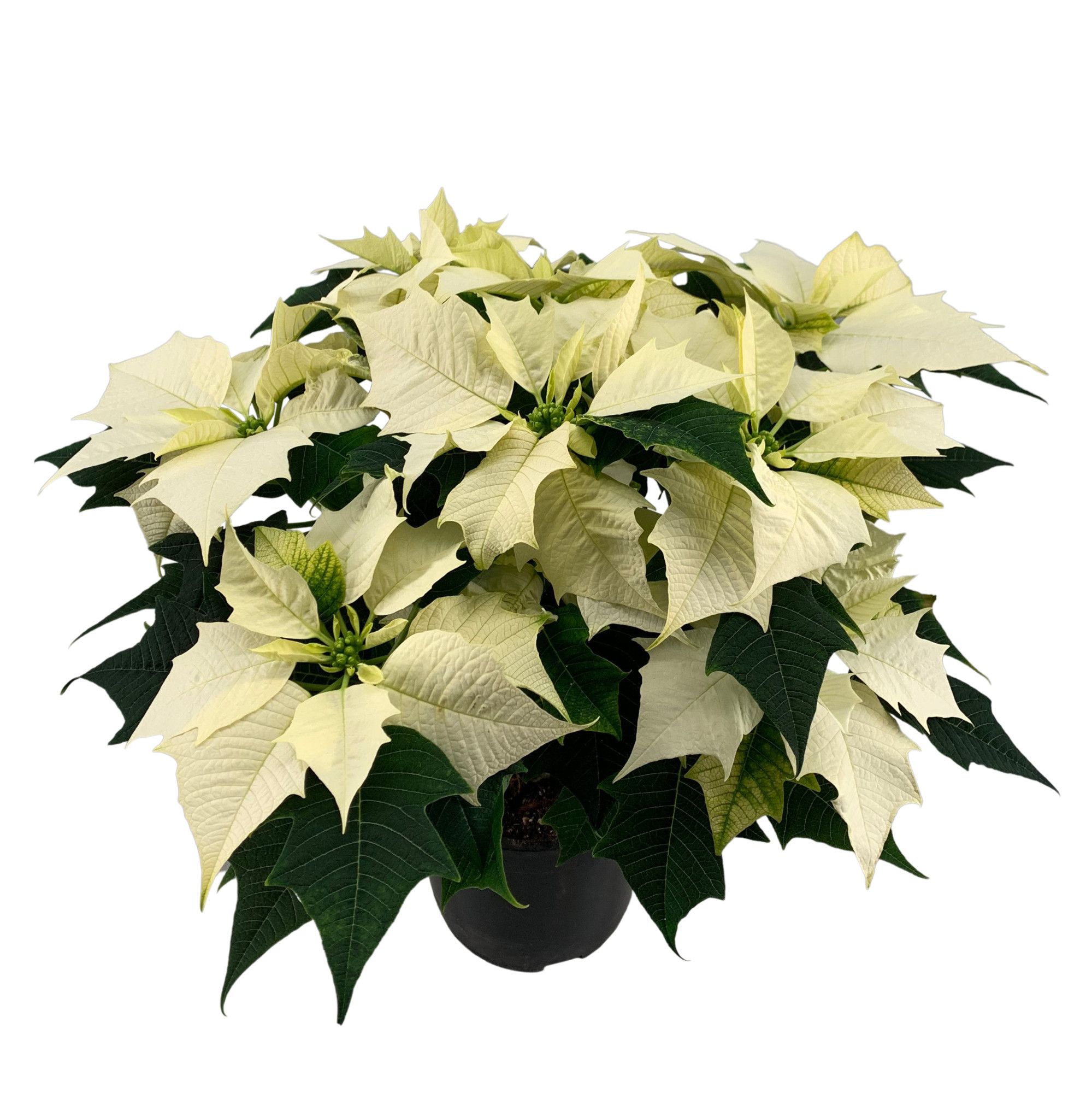 Poinsettia Alaska White 12+ schermen, D 19 cm