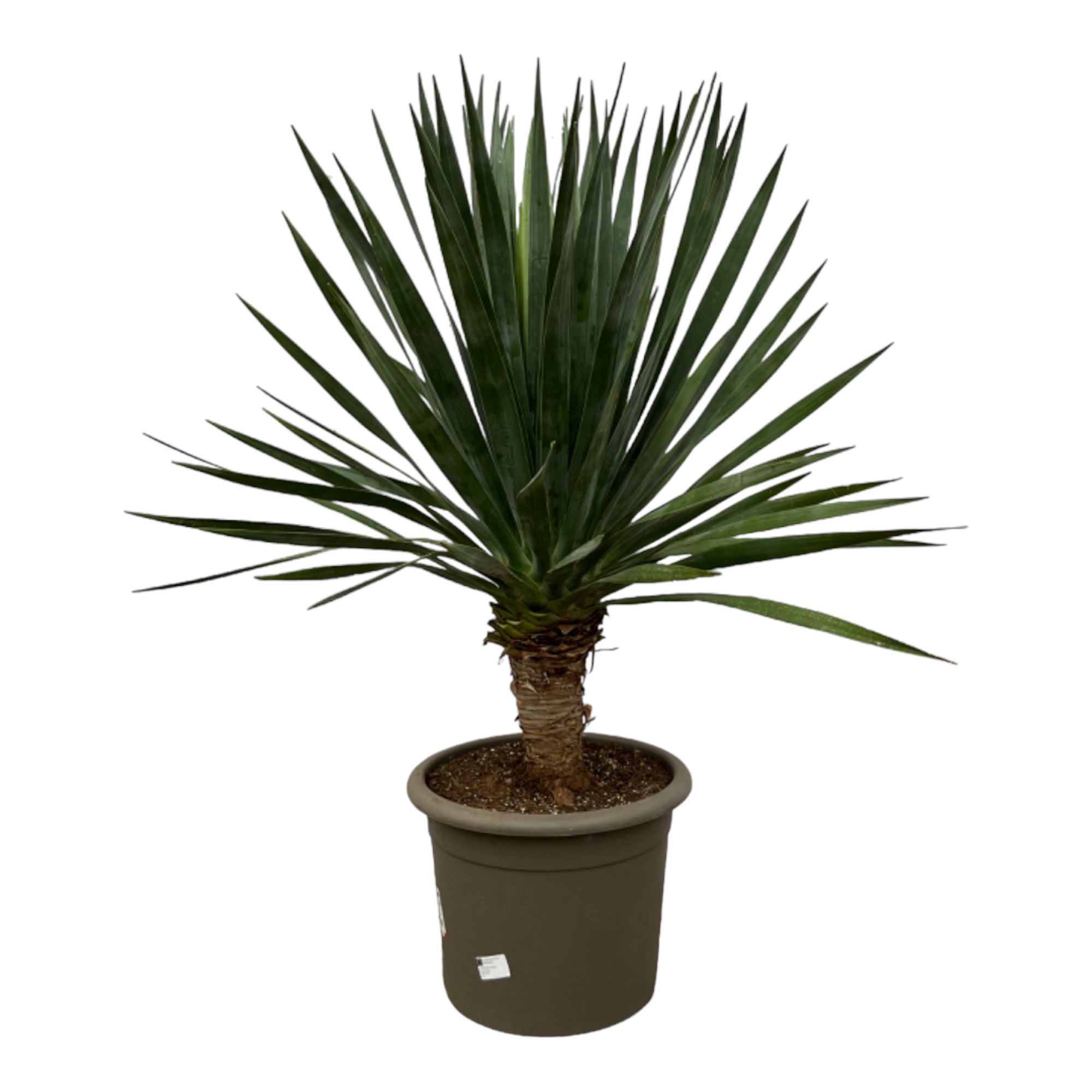 Dracaena Draco - 140cm, D 35