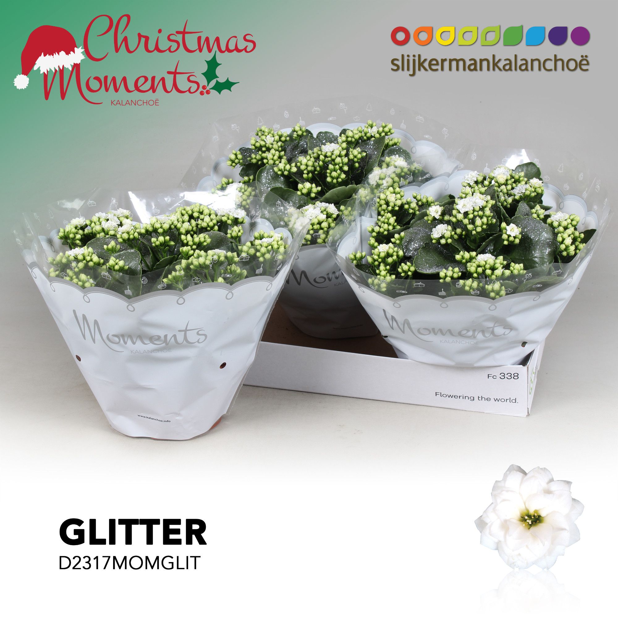 Kalanchoe Moments - White with glitter - kerst, D 23 cm Kalanchoe Moments - White with glitter - kerst, D 23 cm